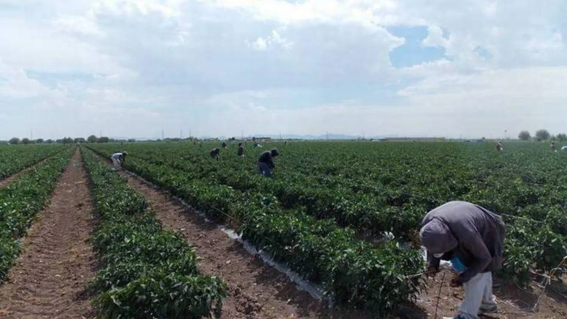 sembradío, campo, agro agricultura